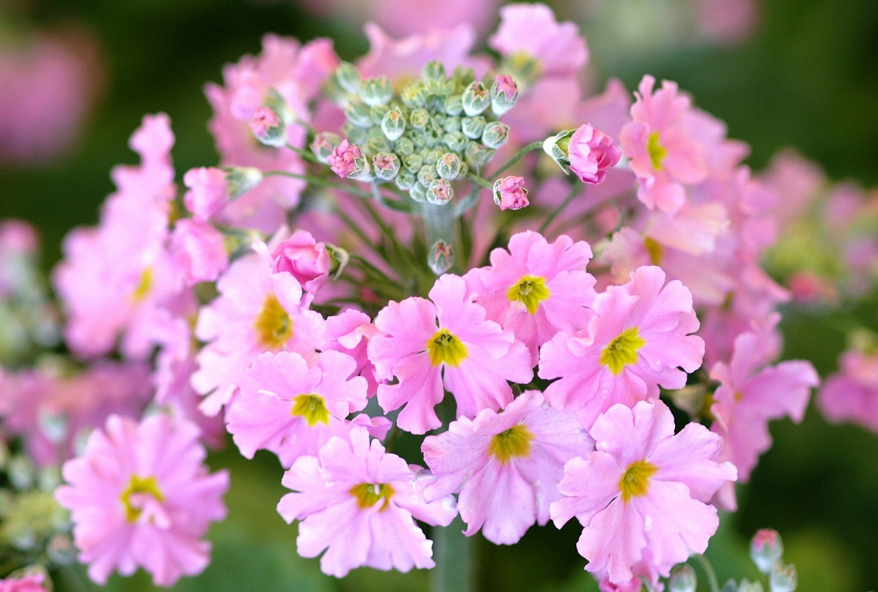 今日のお花と花言葉 1月30日 サンエイクラフト